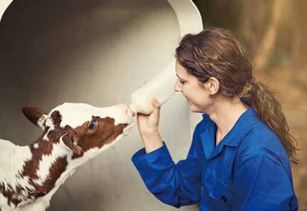 Calf being bottle fed