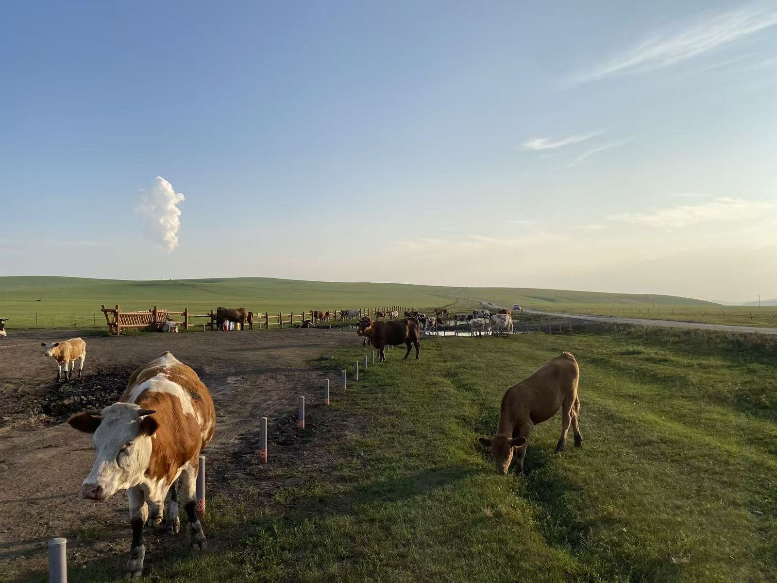Cattle on a grassland farm