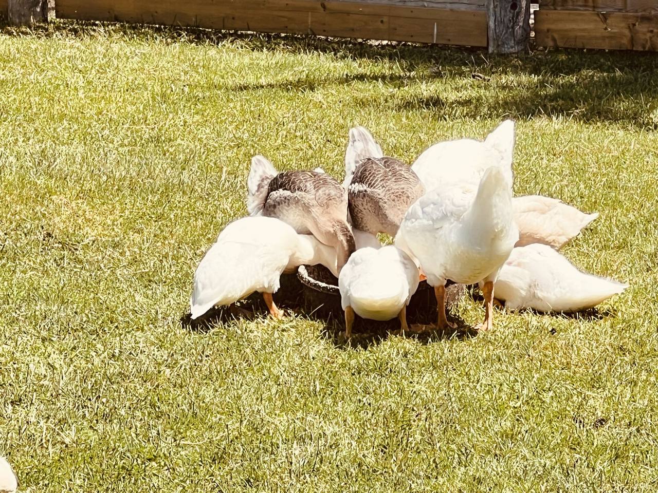 Ducks feeding on grass
