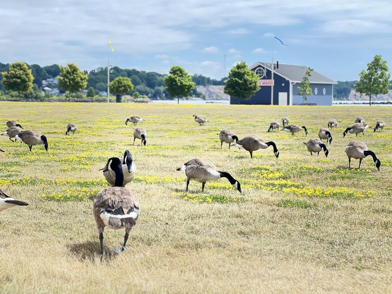 Geese on a farm field