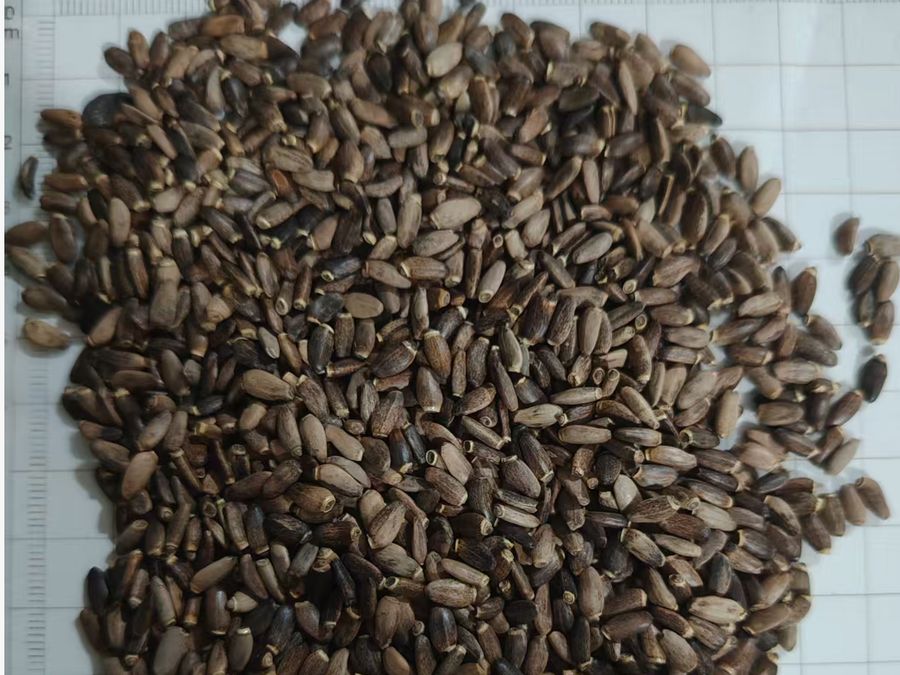 Dried milk thistle seed