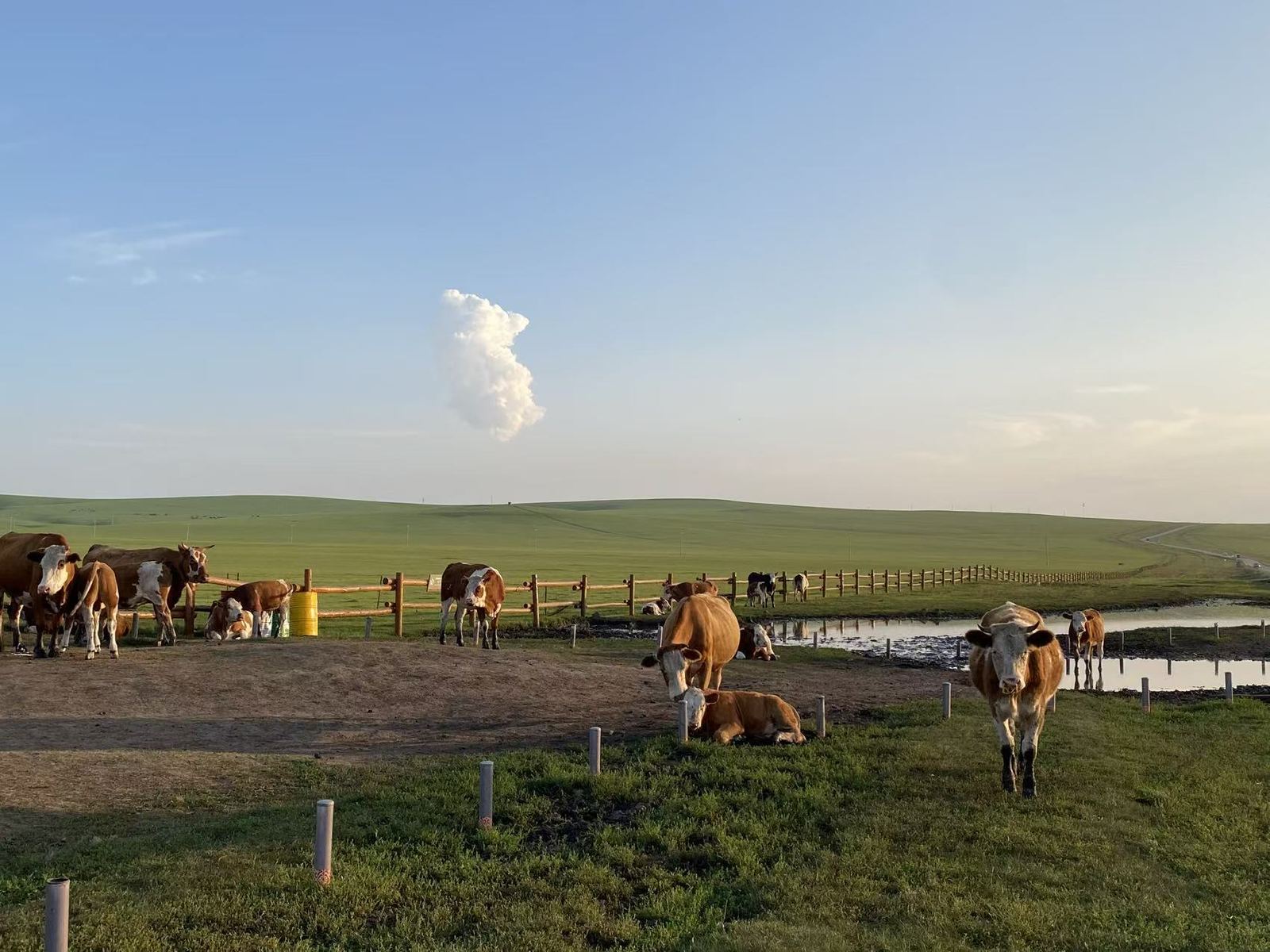 Cattle on open pasture at dusk
