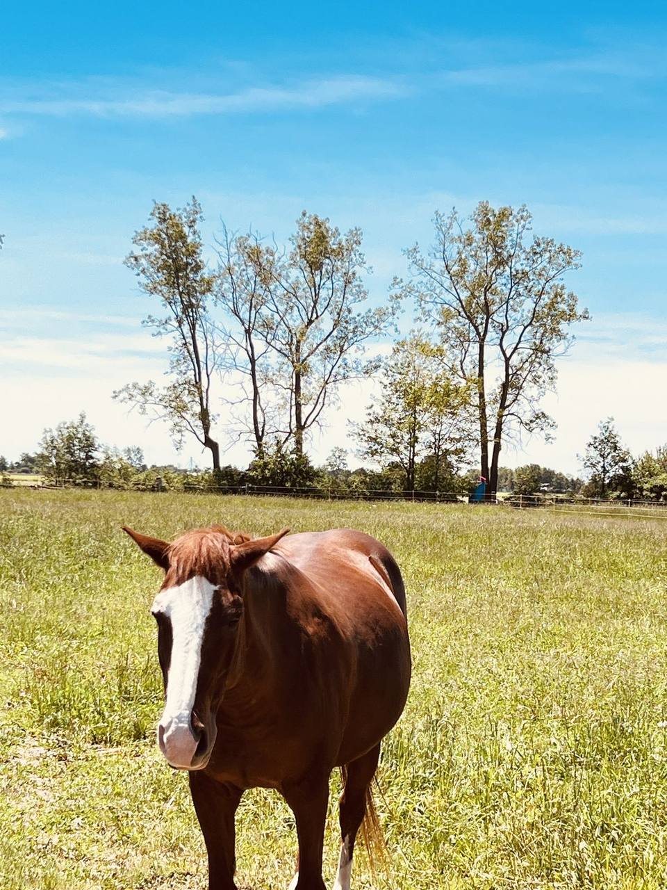 Horse in a field
