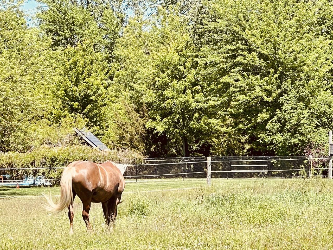 Horse grazing in a paddock
