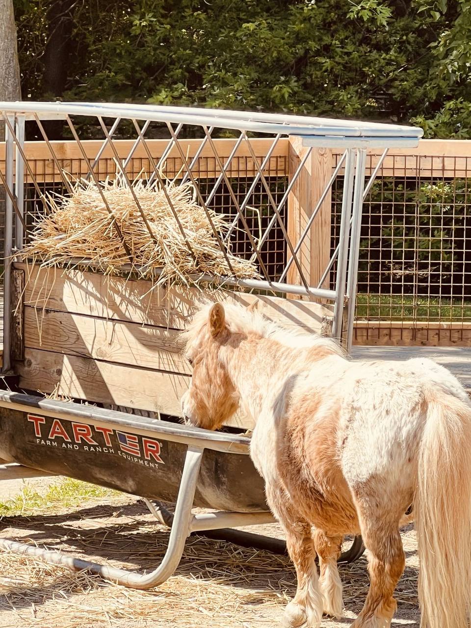 Pony eating from a hay feeder