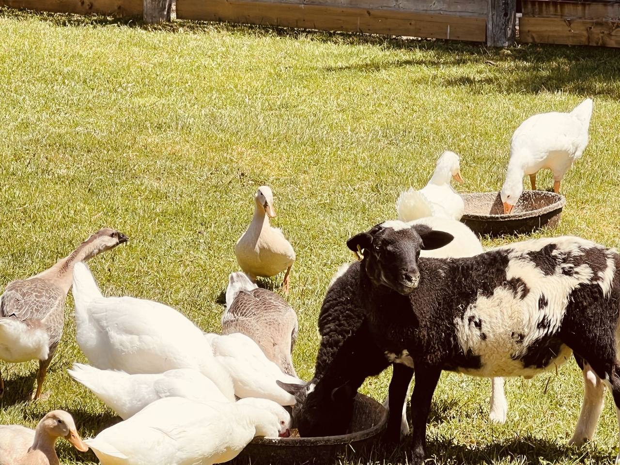 Sheep and ducks feeding together